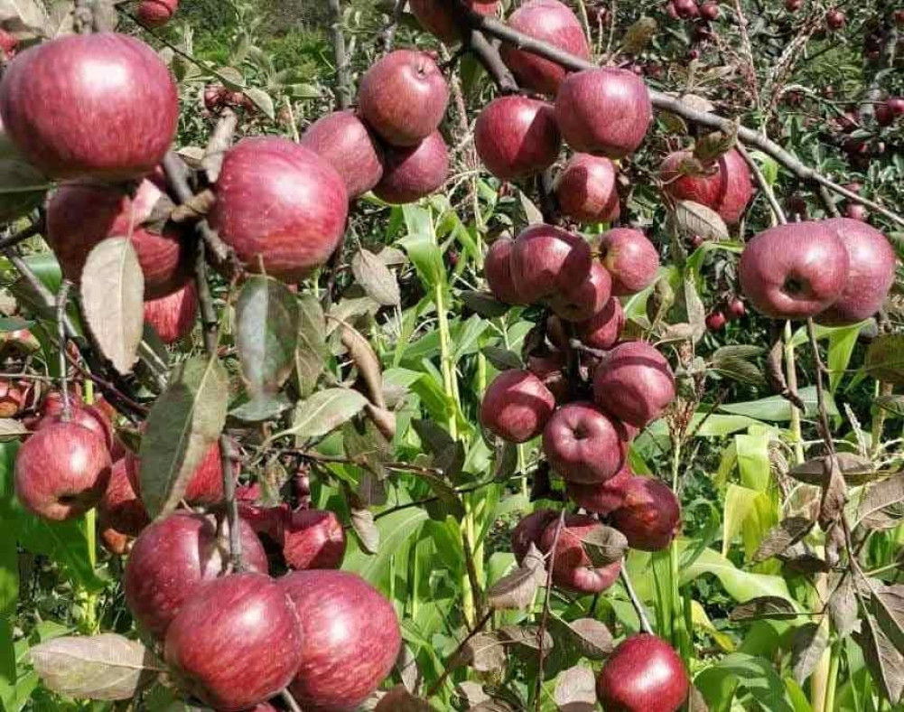 Apple Festival In Kathmandu To Promote Apples From Karnali